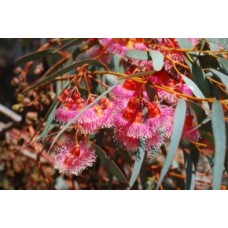 Eucalyptus torquata Coral Gum 1 Plants Native Trees Pink Flowering Coolgardie